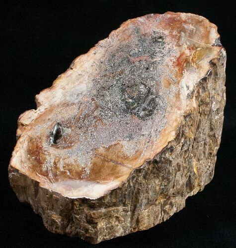 Free-Standing Polished Petrified Wood Limb - Madagascar #11674